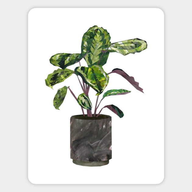 Calathea (prayer plant) Magnet by Babban Gaelg